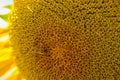 Honey bee pollinates blooming sunflower, close up shot Royalty Free Stock Photo