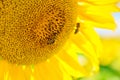 Honey bee pollinates blooming sunflower, close up shot Royalty Free Stock Photo