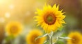 Sunflower on horizontal blur background with copy space Royalty Free Stock Photo