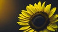 Sunflower on horizontal blur background with copy space Royalty Free Stock Photo