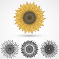 Sunflower icon, vector illustration