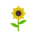 Sunflower icon vector sign and symbol isolated on white background Royalty Free Stock Photo