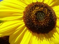 Sunflower II