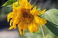 Sunflower illuminated by rays from the sun Royalty Free Stock Photo