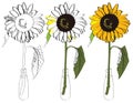 Sunflower illustration