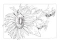 Sunflower illustration in black and white