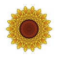 Sunflower illustration vector