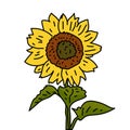 Sunflower illustration vector isolated