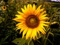Sunflower indian  photo graphy style Royalty Free Stock Photo