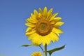 Sunflower. Inflorescence of a blooming sunflower close-up against a bright blue cloudless sky. Sunflower on a sunny day Royalty Free Stock Photo
