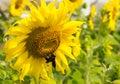 Sunflower with insect, Beautiful sunflower in the field