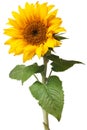 Sunflower isolated Royalty Free Stock Photo
