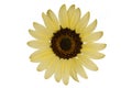 Sunflower Isolated Royalty Free Stock Photo