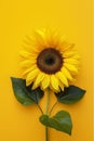 Sunflower isolated on background