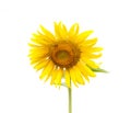 Sunflower isolated and bee on white background Royalty Free Stock Photo