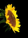 Sunflower.