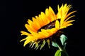 Sunflower isolated on black background. Low key image Royalty Free Stock Photo