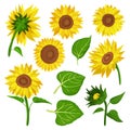 Sunflower isolated cartoon set icon.Vector illustration illustration flower on white background .Cartoon vector set icon Royalty Free Stock Photo