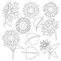Sunflower isolated outline set icon.Vector illustration illustration flower on white background .outline vector set icon Royalty Free Stock Photo