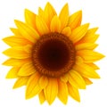Sunflower flower isolated, Royalty Free Stock Photo