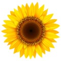 Sunflower, summer flower