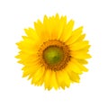 Sunflower on white background Royalty Free Stock Photo