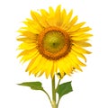 Sunflower isolated on white background