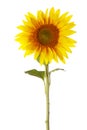Sunflower Royalty Free Stock Photo