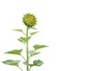 Sunflower isolated on white background-7 Royalty Free Stock Photo