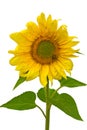 Sunflower isolated on a white background. Bumblebee on the flower