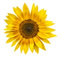sunflower isolated on white background closeup. Flat lay, top view. Royalty Free Stock Photo