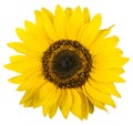 sunflower isolated on white background closeup. Flat lay, top view. Royalty Free Stock Photo