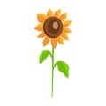 Sunflower isolated White Background Decor Element Royalty Free Stock Photo