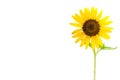 Sunflower isolated on white background Royalty Free Stock Photo