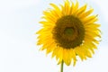 Sunflower isolated with white background