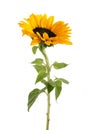 Sunflower isolated on white background. Seasonal nature background.