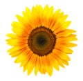 Sunflower Isolated On White Background Royalty Free Stock Photo