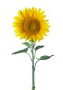 Sunflower isolated on a white background. studio shot Royalty Free Stock Photo