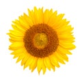 Sunflower isolated on white background, Sunflower natural background Royalty Free Stock Photo