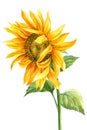 Sunflower isolated on white background, watercolor botanical illustration, hand drawing, yellow flower Royalty Free Stock Photo