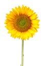 Sunflower isolated on white with clipping path Royalty Free Stock Photo