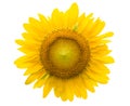 Sunflower isolated on white clipping path inside