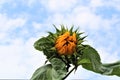 Sunflower,just opening with green leaves against a cloudy sky Royalty Free Stock Photo