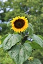 Sunflower,just opening with green leaves against a green background Royalty Free Stock Photo