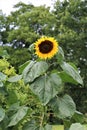 Sunflower,just opening with green leaves against a green background Royalty Free Stock Photo