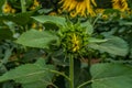 Sunflower just opening up Royalty Free Stock Photo