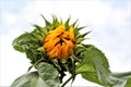 Sunflower,just opening wit green leaves against a cloudy sky Royalty Free Stock Photo