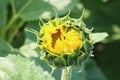 A sunflower just starting to blossom from a bud Royalty Free Stock Photo