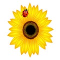 Sunflower and ladybird on white background. Royalty Free Stock Photo