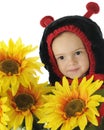 Sunflower Ladybug Royalty Free Stock Photo